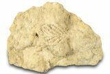 Fossil Leaf Preserved In Travertine - Austria #301608-1